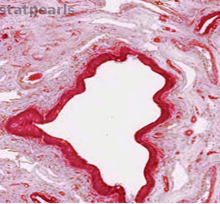 Male urethra histology