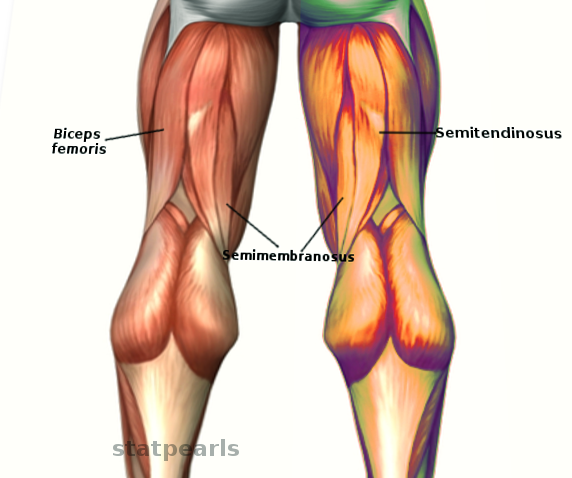 Hamstring muscles