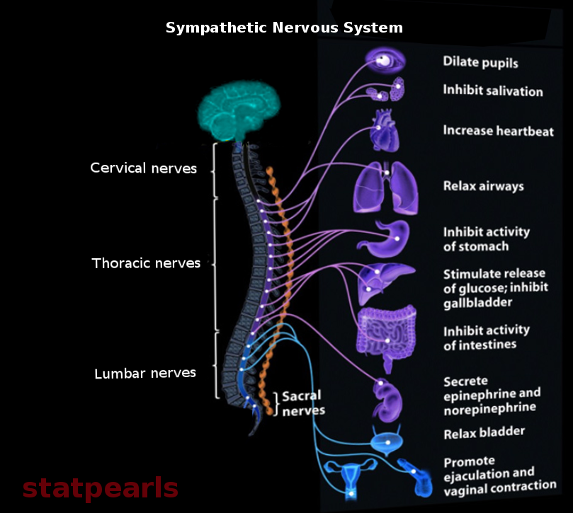 Sympathetic Nervous System