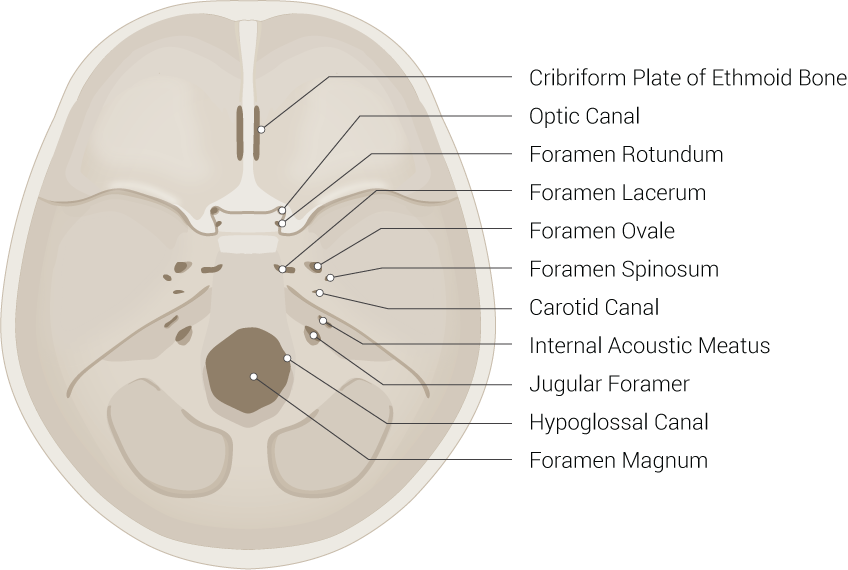 <p>Skull Foramen