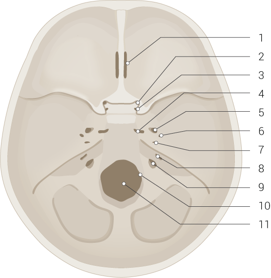 <p>Skull Base and Foramina