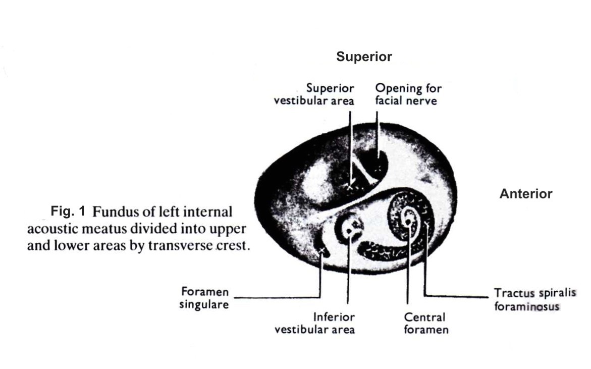 Mars Face (1). Imagined to fit with fundus of lift Internal Acoustic Meatus of the Ear