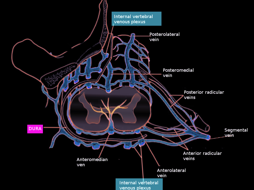 Spinal cord veins