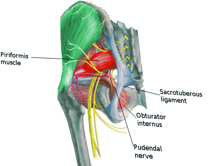 <p>Pudendal Nerve</p>