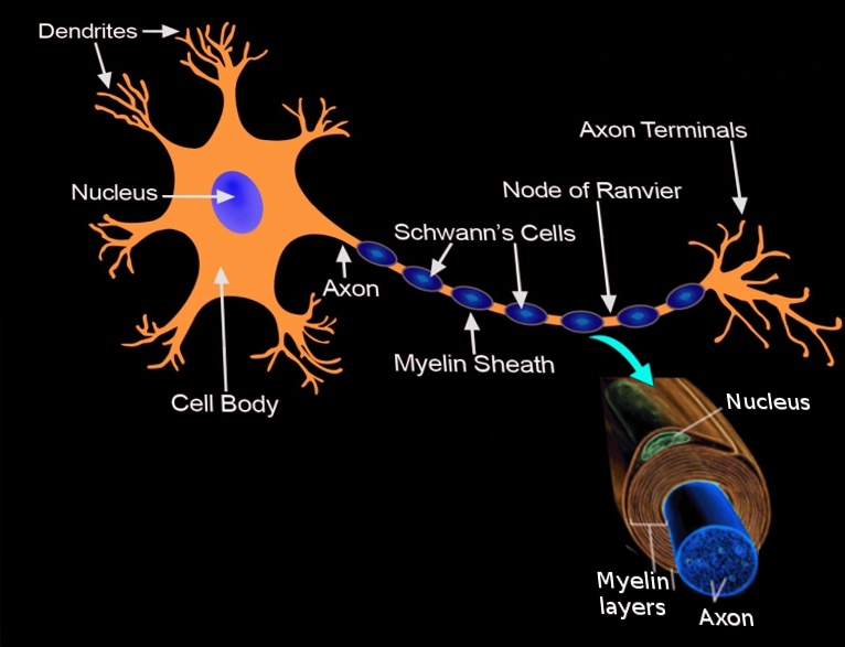 Schwann cell