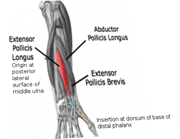 <p>Extensor Pollicis Longus</p>