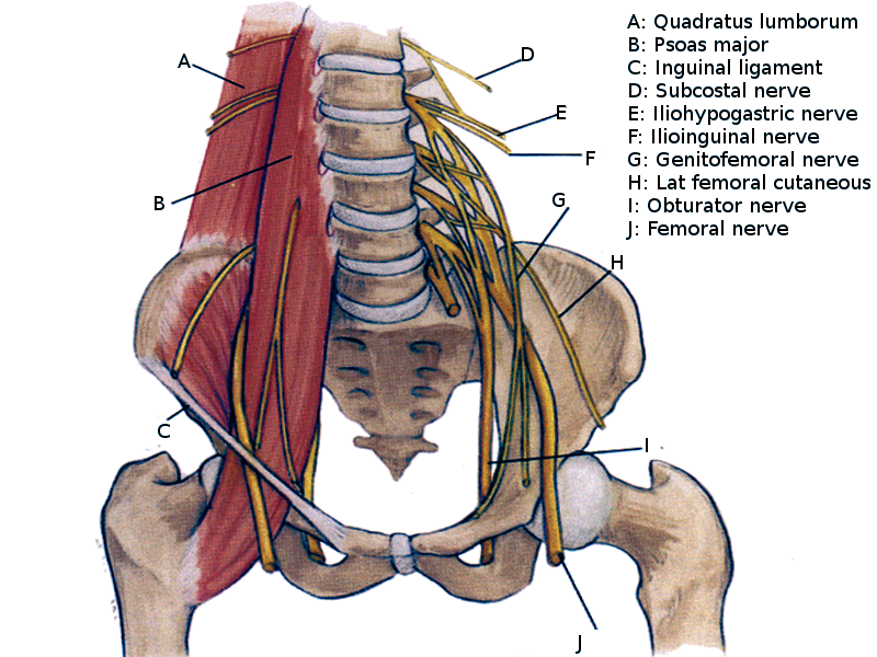 <p>Lumbar Plexus