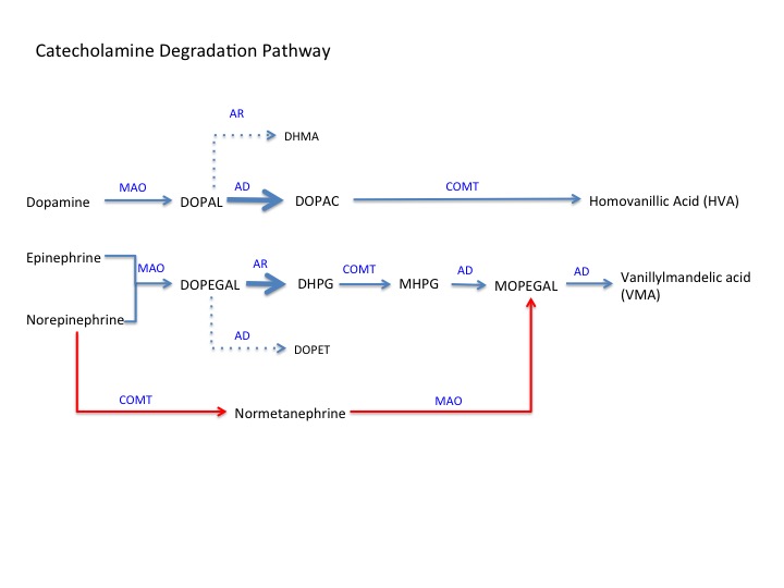 Catecholamine Degradation