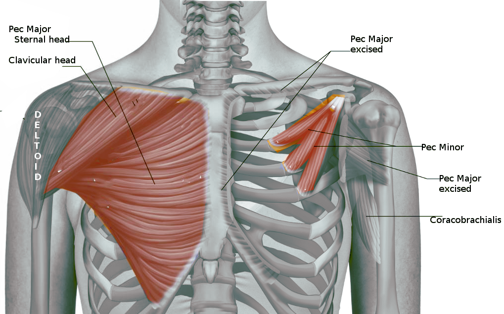 Pectoralis Muscles