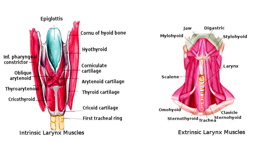 <p>Laryngeal Muscles