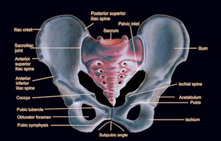 Pelvic bones