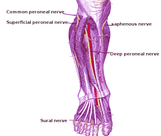 Peroneal nerve
