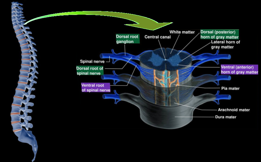 <p>Spinal Cord Morphology