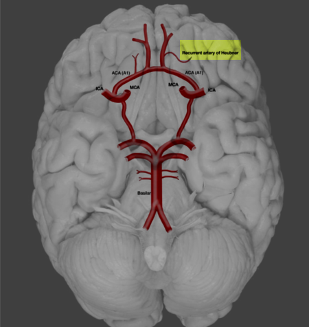 Recurrent artery of heubner