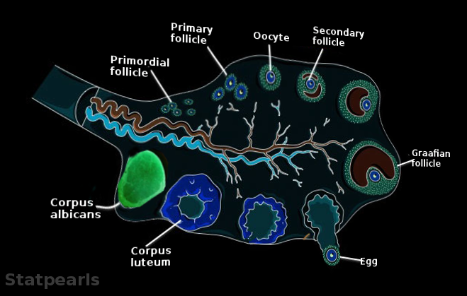 Corpus albicans