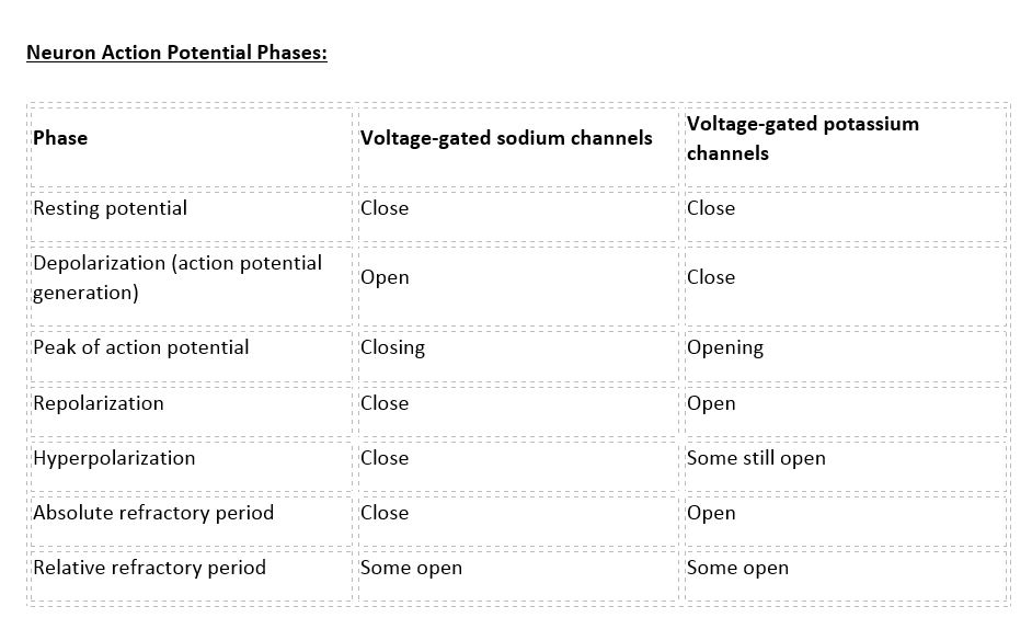 Neuron action potential - ionic movements