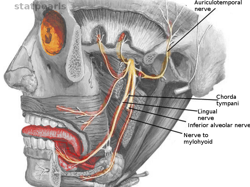 <p>Chorda Tympani</p>