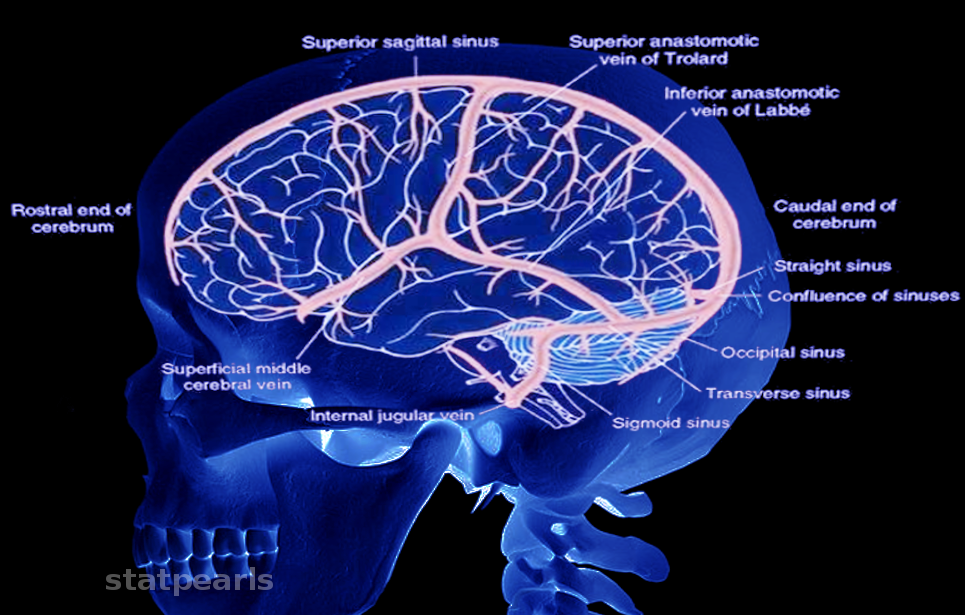 Brain veins