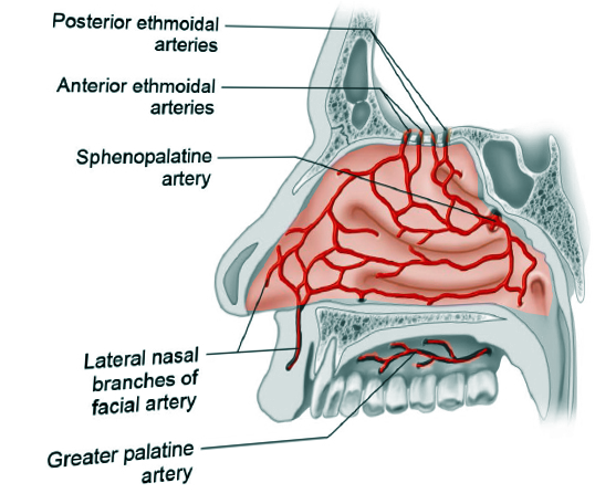 <p>Nasal Blood Supply</p>