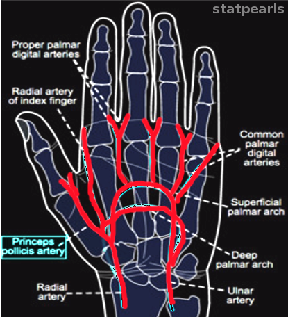 Princeps pollicis artery