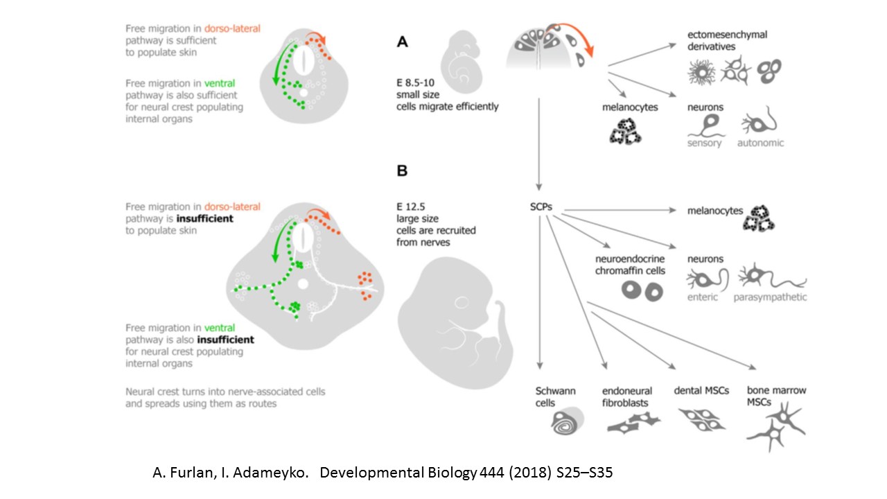 <p>Neural Crest Derivatives