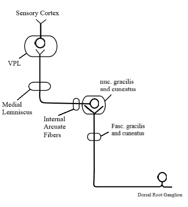 The three order neuron system for the dorsal column.