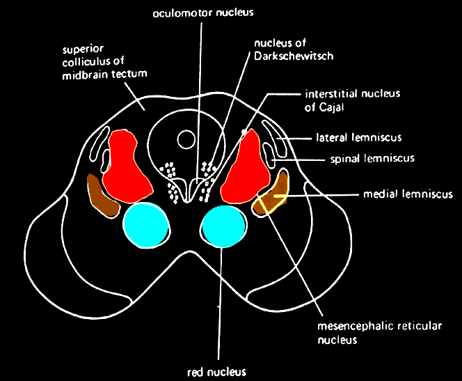 Interstitial nucleus of Cajal