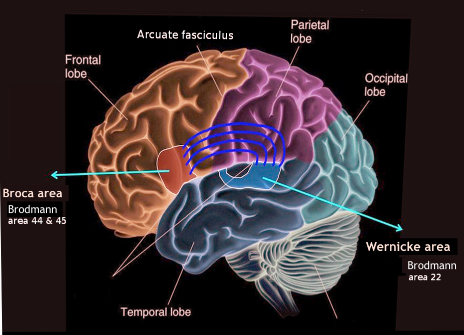 <p>The Broca and Wernicke Areas of the Brain.</p>