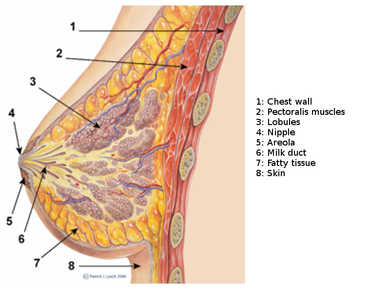 Breast histology