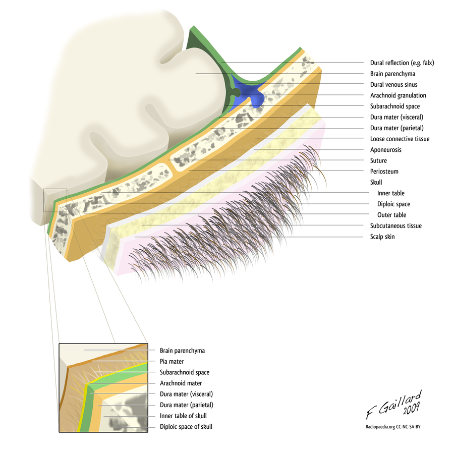 Layers of the Scalp