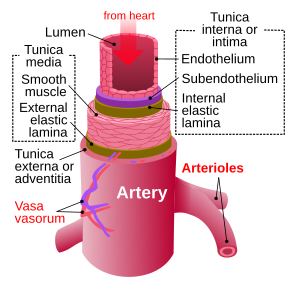 <p>Artery Layers</p>