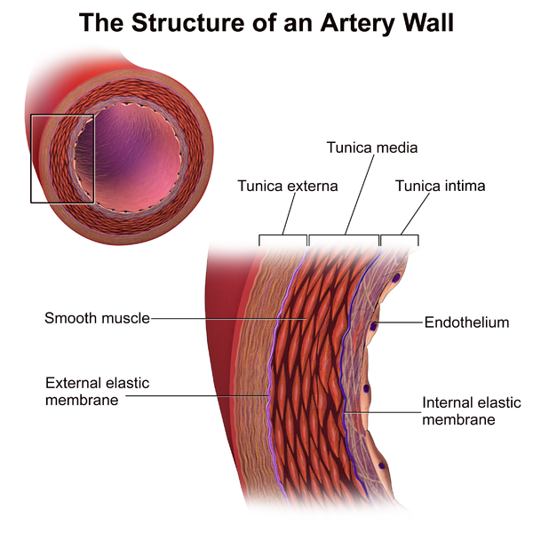 <p>Structure of an Artery Wall.</p>