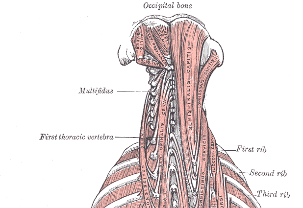 Suboccipital and Back Muscles, posterior view.