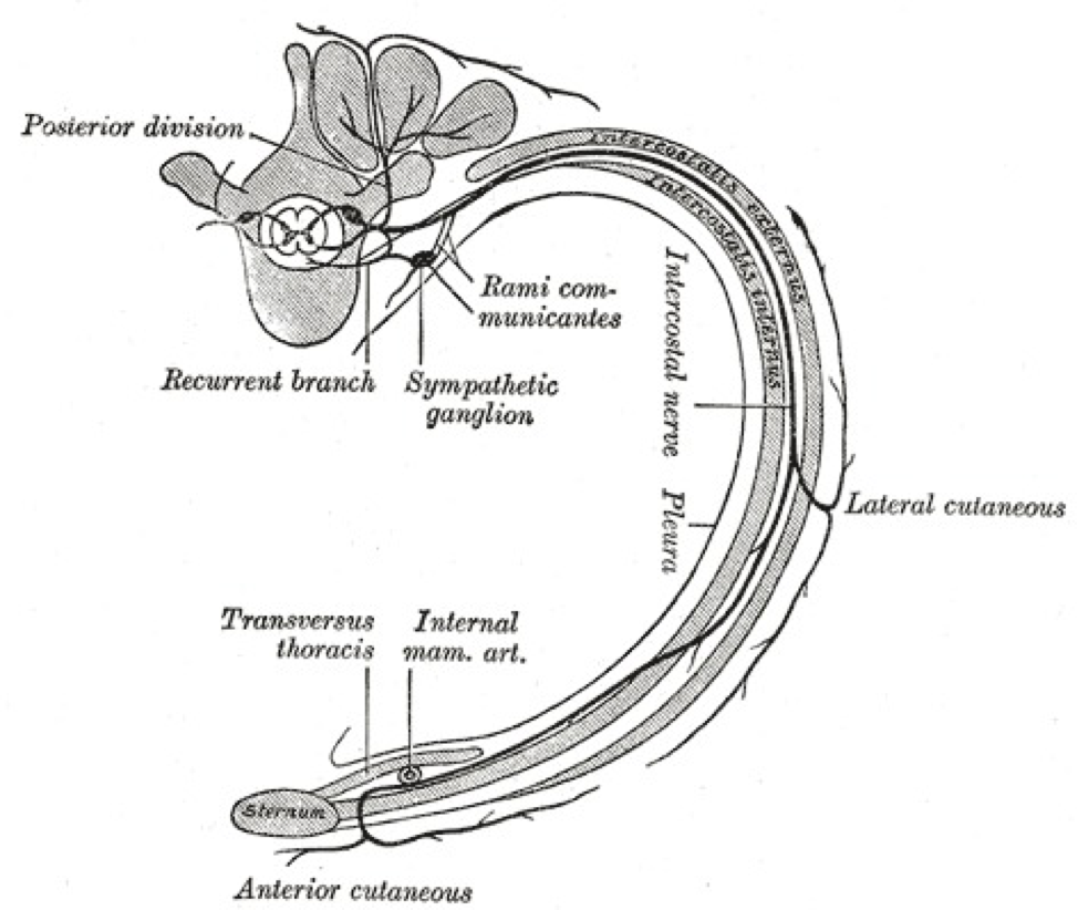 A transverse slice through the thoracic region is shown in the picture