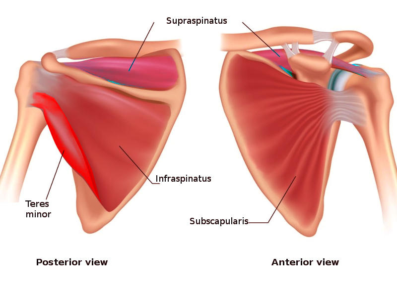 <p>Rotator Cuff Muscles.</p>