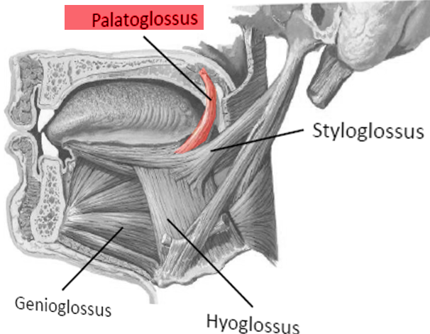 Palatoglossus muscle