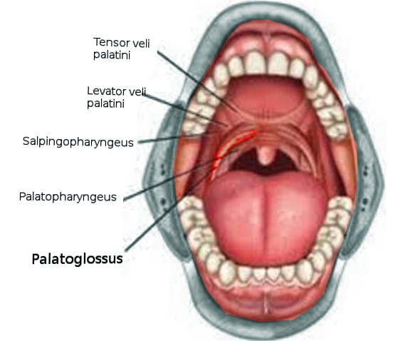 Palatoglossus muscle