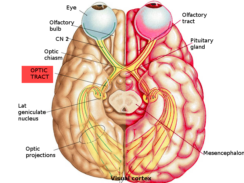 Optic tract pathway