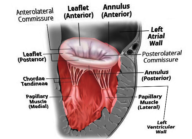 <p>Mitral Valve Anatomy