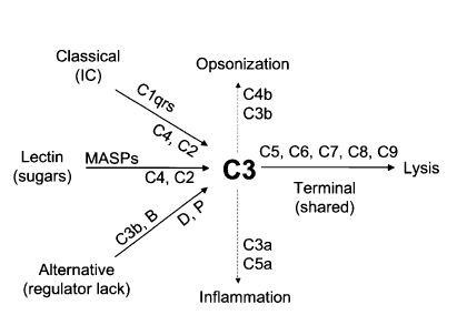 <p>Complement Cascade Schematic Diagram</p>