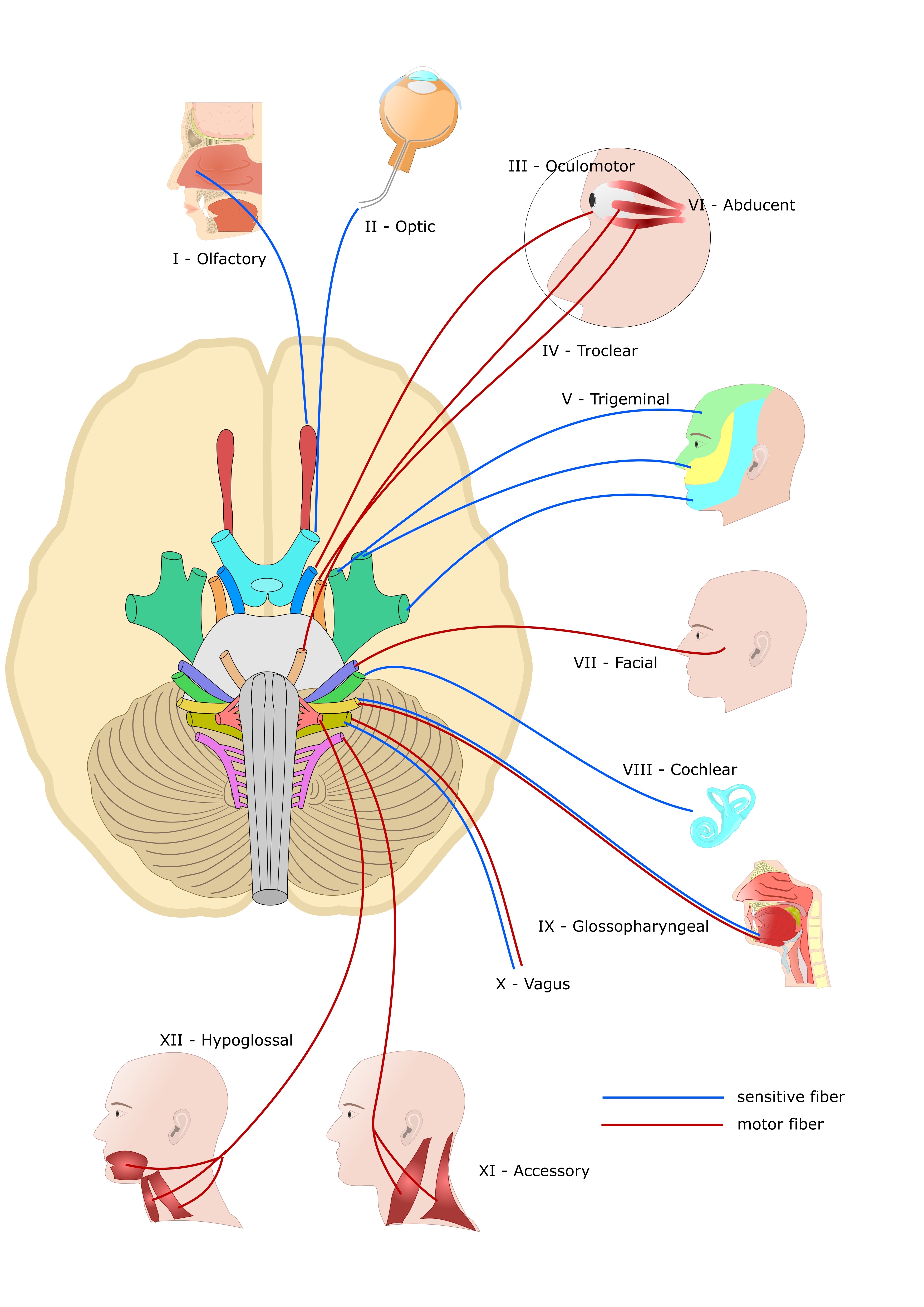 <p>Cranial Nerves