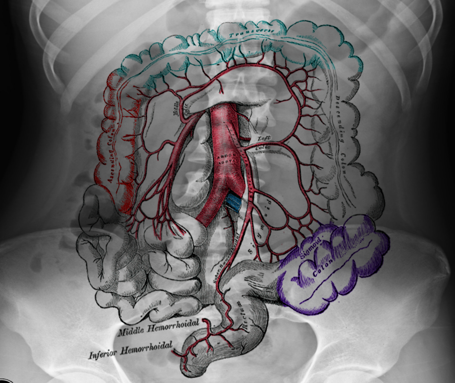 Sigmoid colon