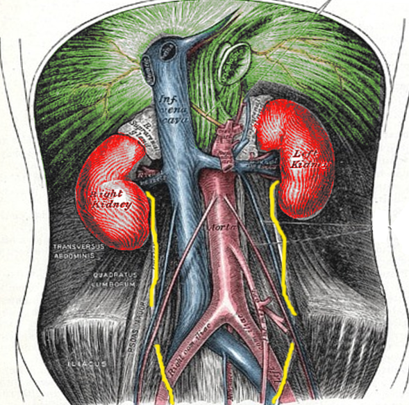 Retroperitoneum