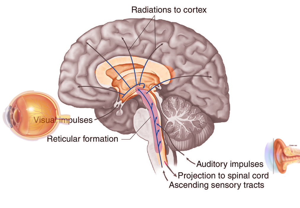 Reticular activating system