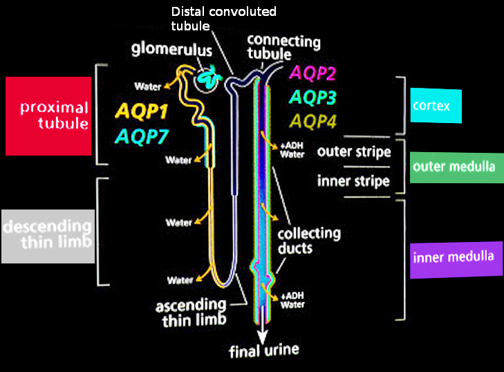 <p>Normal Urine Production