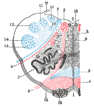 Lateral medullary syndrome