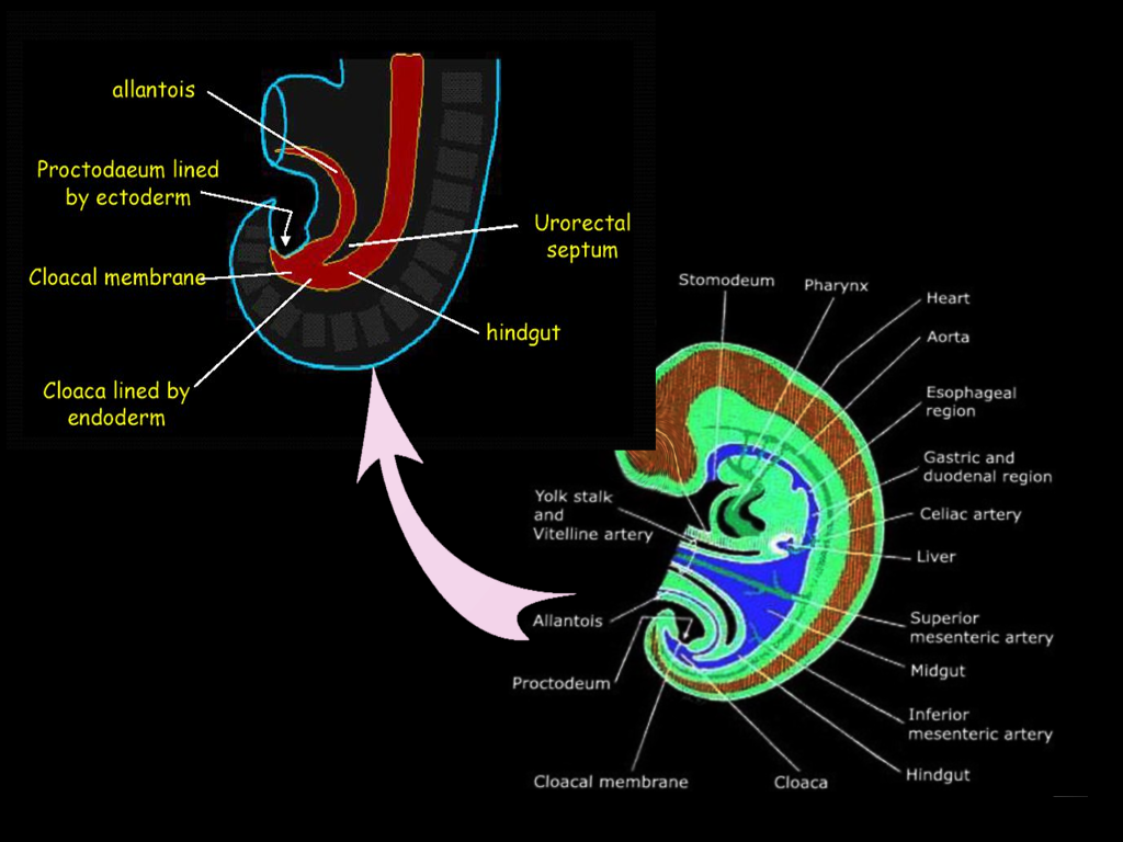 Hindgut embryology