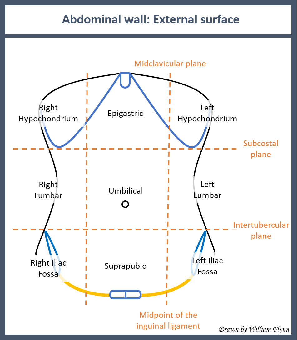 <p>Surface Anatomy of the Abdominal Wall</p>