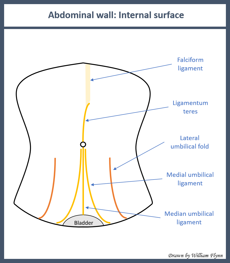 Internal surface of the abdominal wall