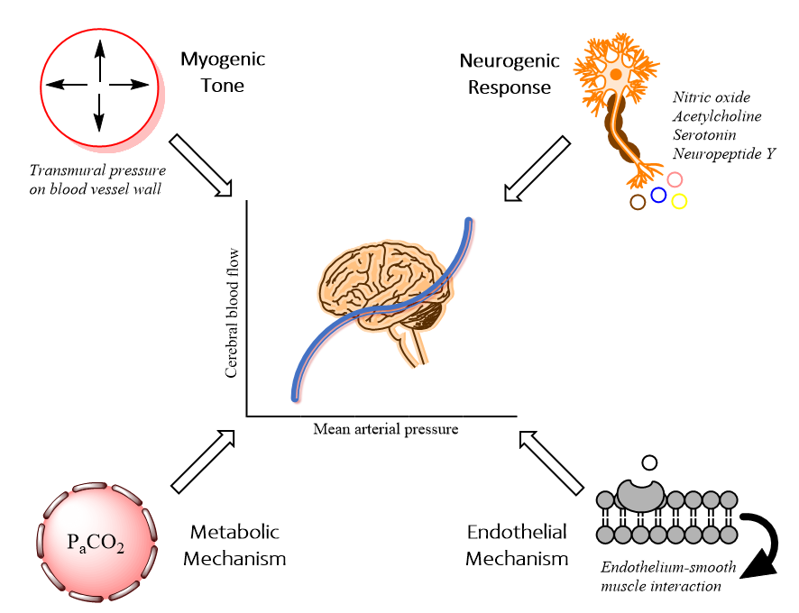 <p>Physiology of Cerebral Autoregulation